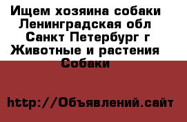 Ищем хозяина собаки - Ленинградская обл., Санкт-Петербург г. Животные и растения » Собаки   